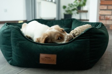 Cocker Spaniel - suczka dla dziecki z rodowodem