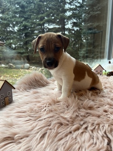 Szczeniaki Jack Russell Terrier