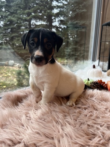 Szczeniaki Jack Russell Terrier