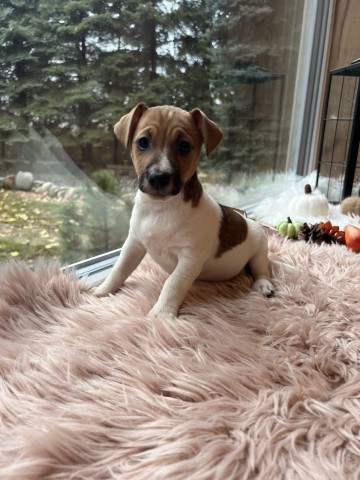 Szczeniaki Jack Russell Terrier