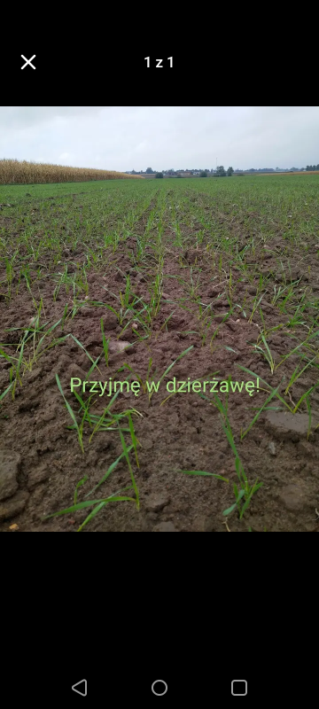 Wezmę w dzierżawę