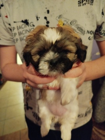 Shih tzu