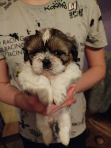 Shih tzu