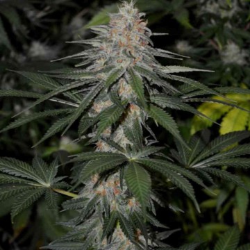 Sklep - medyczna marihuana - 24/7