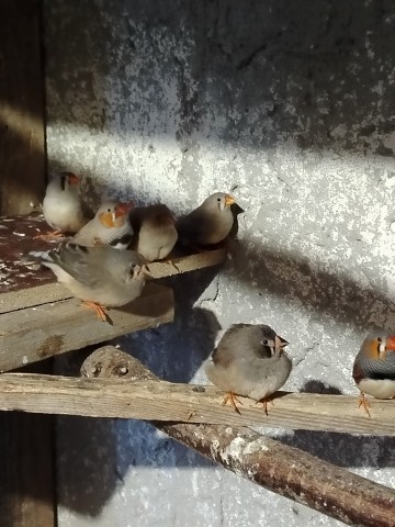 Sprzedam papugi faliste i zeberki