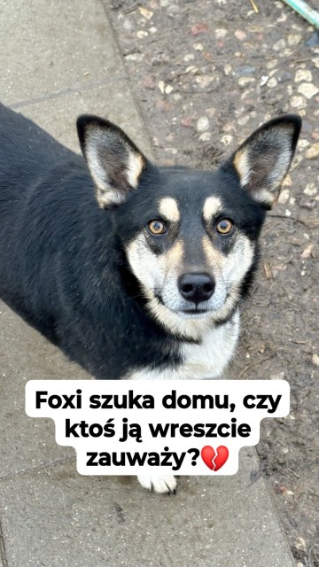 Foxi - nieduża, niekonfliktowa, łagodna sunia!