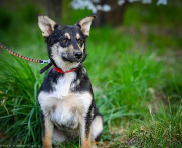 Foxi - nieduża, niekonfliktowa, łagodna sunia!