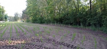 Sprzedam atrakcyjną działkę budowlaną z aktualną WZ