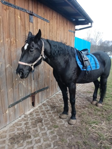 klacze i ogierki
