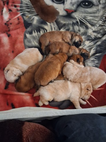 Chow Chow Sprzedam