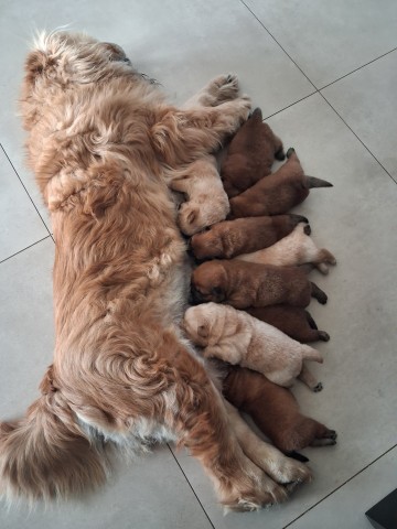 Chow Chow Sprzedam