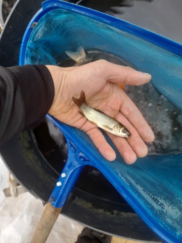NARYBEK KARP KOI AMUR ZŁOTY POSPOLITY KARAŚ TOŁPYGA