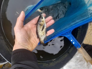 NARYBEK JESIOTR Szczupak okoń AMUR KARAŚ KOLOROWY koi