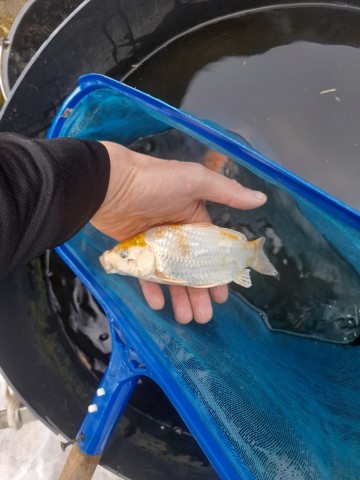 NARYBEK JESIOTR Szczupak okoń AMUR KARAŚ KOLOROWY koi