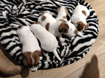Szczenięta rasy  JACK RUSSEL TERIER szuka nowych domów