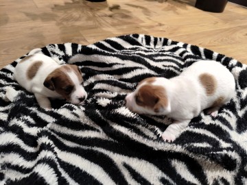 Szczenięta rasy  JACK RUSSEL TERIER szuka nowych domów