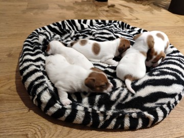 Szczenięta rasy  JACK RUSSEL TERIER szuka nowych domów
