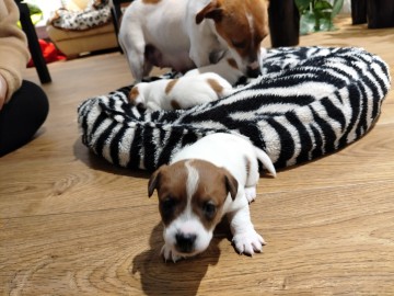 Szczenięta rasy  JACK RUSSEL TERIER szuka nowych domów