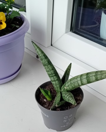 Kwiat doniczkowy języki teściowej sansewieria Boncellensis