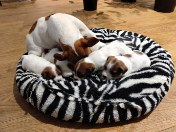 szczenięta rasy Jack Russel Terier-szukają nowych domków.