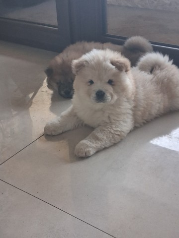 Sprzedam Chow Chow