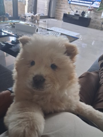 Sprzedam Chow Chow