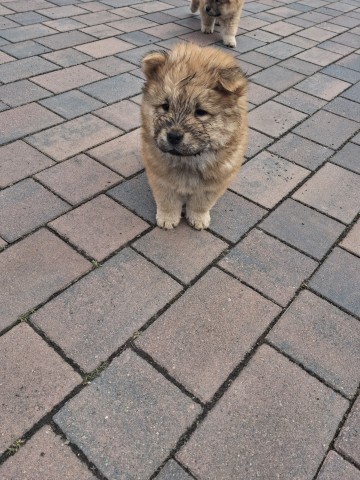Sprzedam Chow Chow