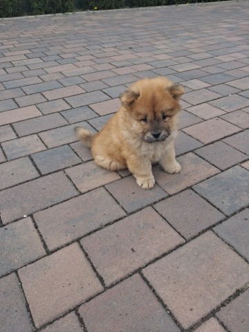 Sprzedam Chow Chow