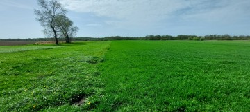 Dom + 5,72 ha Góraj gm. Babiak