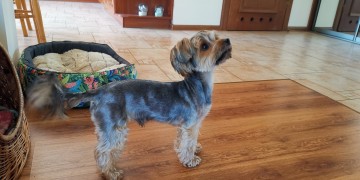 Oddam psa York Terrier