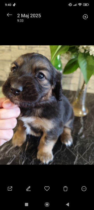 PIESEK SPANIEL