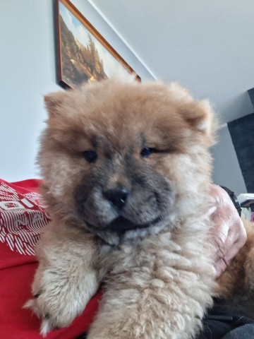 Sprzedam Chow Chow