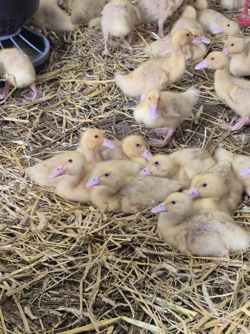 Kaczki pekin