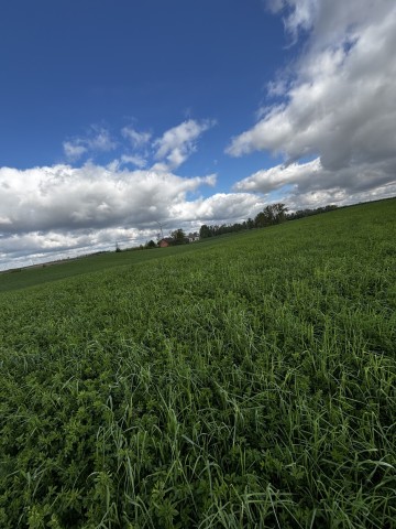 Lucerna na pniu 4.3ha