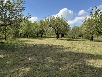 Sprzedam sąd owocowy 1,8h