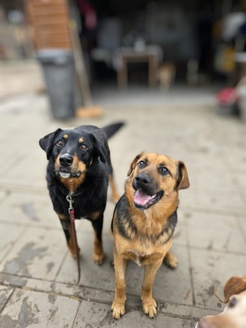 Misia i Whisky - jak ogień i woda, super sunie do adopcji!