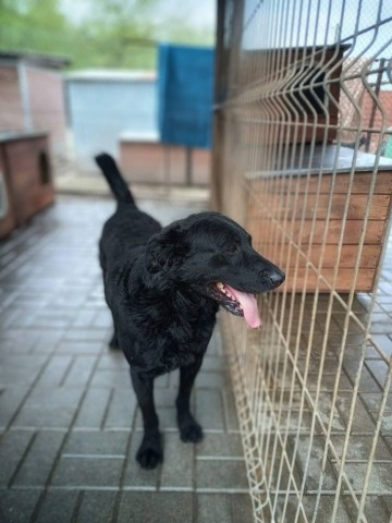 Pluto - fantastyczny LABRADOR mix szuka domu!