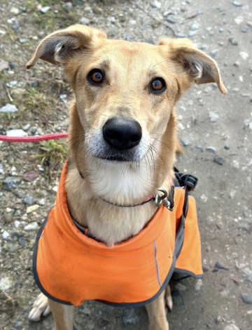 Stella - cudowna suczka za kratami, adoptuj!