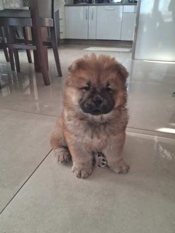 Sprzedam Chow Chow