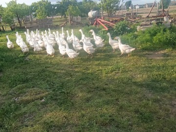 Gęś gęsi gąski gąska 12 tygodniowe biała kołudzka