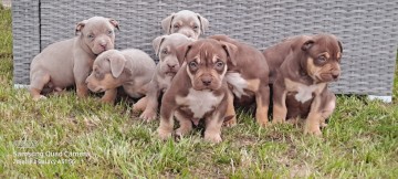 american bully szczenięta rasowe rodowód abkc amerykański