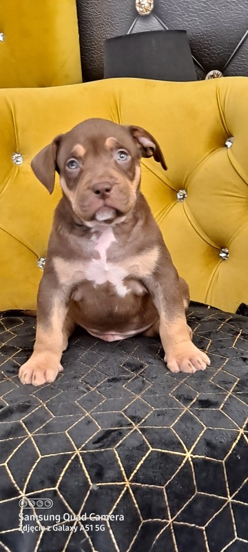american bully szczenięta rasowe rodowód abkc amerykański