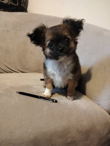 Chihuahua szczeniak