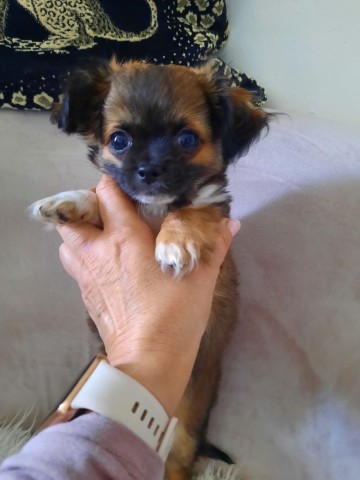 Chihuahua szczeniak