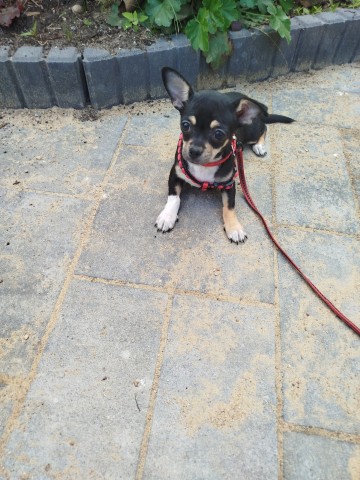 Chihuahua suczka 1800 zł.