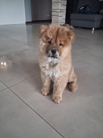 Sprzedam Chow Chow
