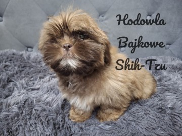 Piesek shih tzu