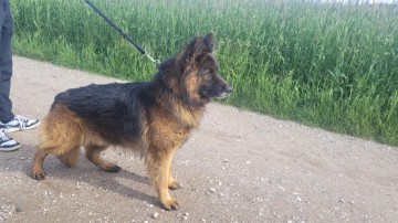 Oddam Owczarka Niemieckiego do reprodukcji