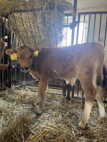 Sprzedam byczka dwutygodniowego rasy Brown-Swiss