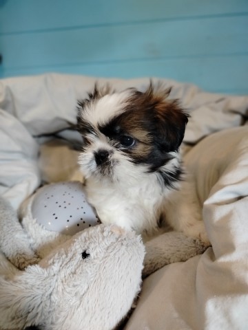 Szczeniaczek shih tzu